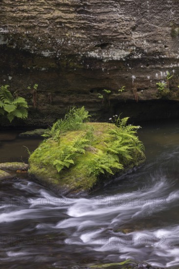 Flowing, silky water with ferns and rocks in the Edmunds Gorge, river Kamnitz, Hrensko, Ustecky kraj, Czech Republic, Europe