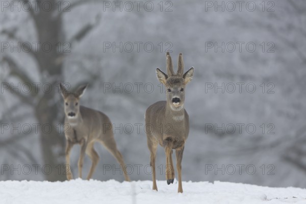 One female and one male Roe Deer, (Capreolus capreolus), walking over a snowy meadow. Snow covered trees in the background