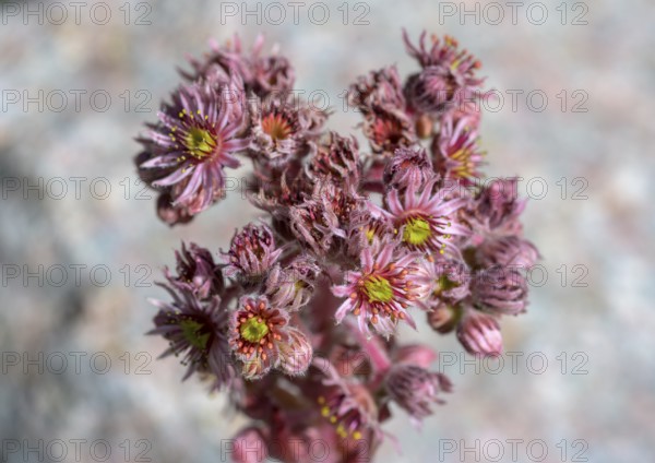 Roof houseleek or Crassulaceae (Sempervivum tectorum), Jardin du Lautaret Botanical Garden, Villar-d'Arêne, Département Hautes-Alpes, France, Europe