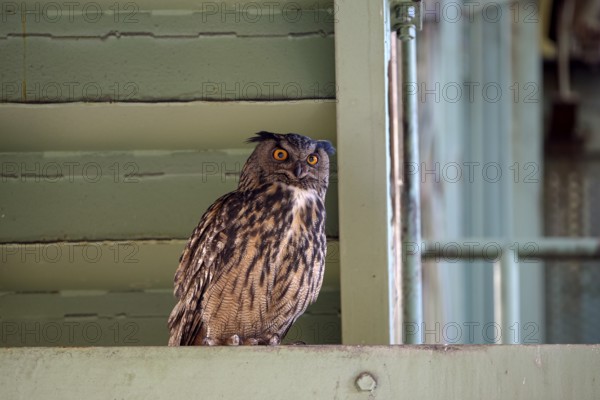 Eurasian eagle-owl (Bubo bubo), adult male, sitting in an old industrial building, Ewald colliery, Herten, Ruhr area, North Rhine-Westphalia, Germany, Europe