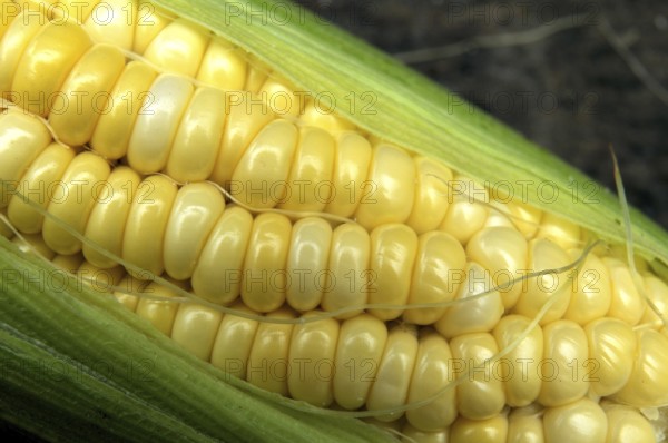 Food, corn 13-September-2009