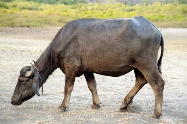 Buffalo grazing on sand at Harihareshwar, Raigadh, Maharashtra, India, Asia