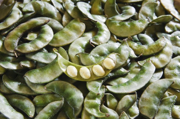 Green French Beans Mumbai Maharashtra India Asia Dec 2011