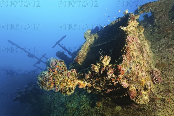 Ship superstructure with spiny oyster (Spondylus varius), hatch, deck, British Loyalty, wreck, shipwreck, torpedoed on 09.03.1944 by U-183, heavily damaged, self-sunk on 15.01.1946, Indian Ocean, Addu Atoll also Senu Atoll, Maldives, Asia