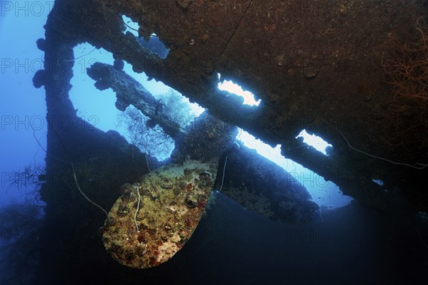 Propeller, propeller backlit by the sun, overgrown with spiny oyster (Spondylus varius), British Loyalty, wreck, shipwreck, torpedoed on 09.03.1944 by U-183, heavily damaged, self-sunk on 15.01.1946, Indian Ocean, Addu Atoll also Senu Atoll, Maldives, Asia