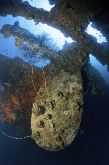 Propeller, propeller backlit by the sun, overgrown with spiny oyster (Spondylus varius), British Loyalty, wreck, shipwreck, torpedoed on 09.03.1944 by U-183, heavily damaged, self-sunk on 15.01.1946, Indian Ocean, Addu Atoll also Senu Atoll, Maldives, Asia