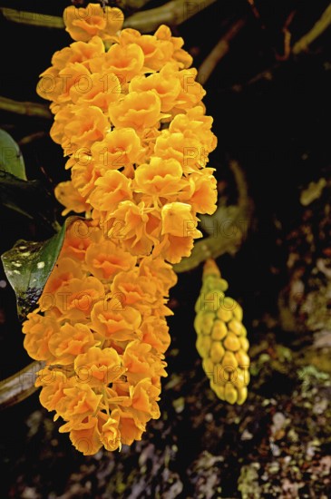 Orchid, dendrobium orchreatum, Kalimpong, West Bengal, India, Asia