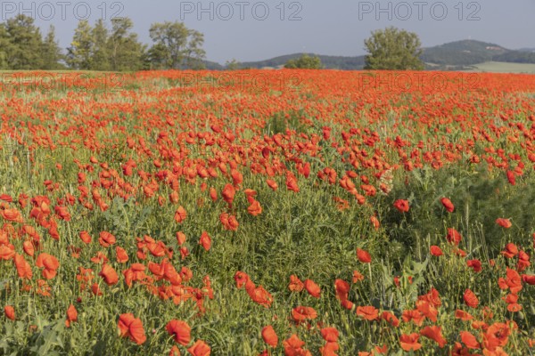 Field of blooming Papaver rhoeas (common poppy, corn poppy, corn rose, field poppy, Flanders poppy or red poppy) in Czech Republic