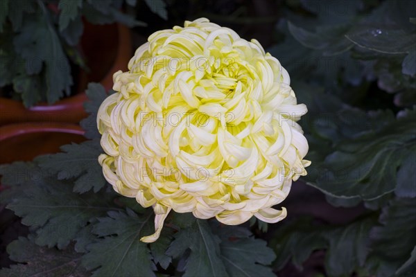 Chrysanthemum