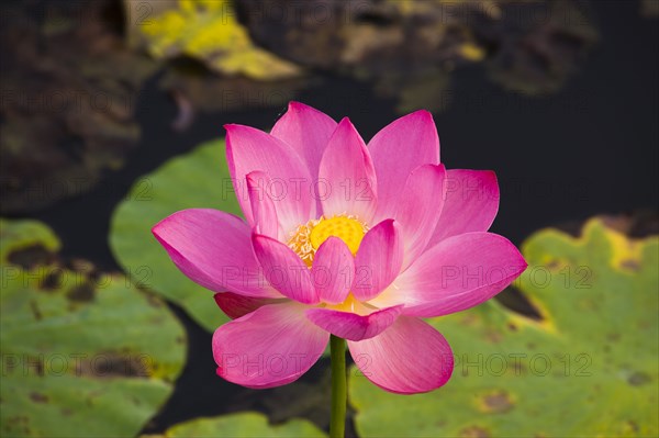 Lotus