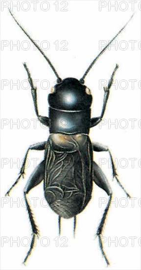 Field cricket (Gryllus campestris)