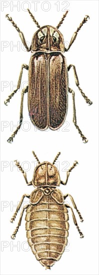 Lightningbugs (Lampyridae)
