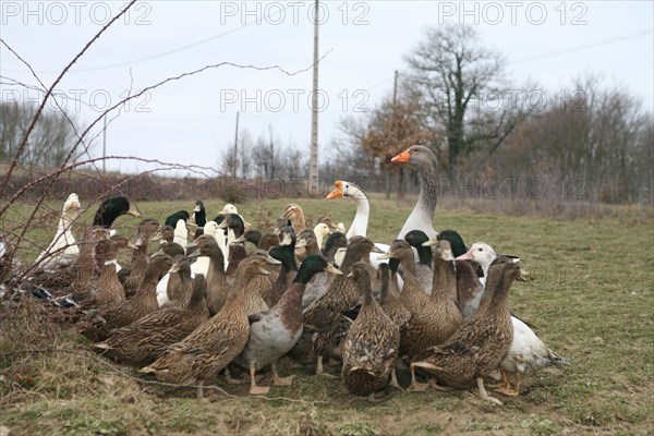 Oies et canards