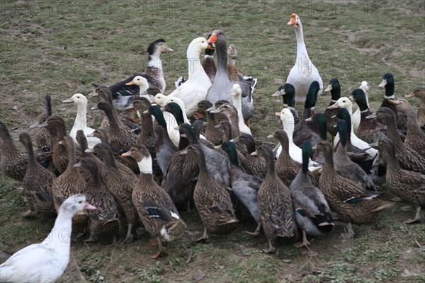 Oies et canards