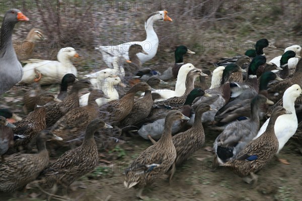 Geese and ducks