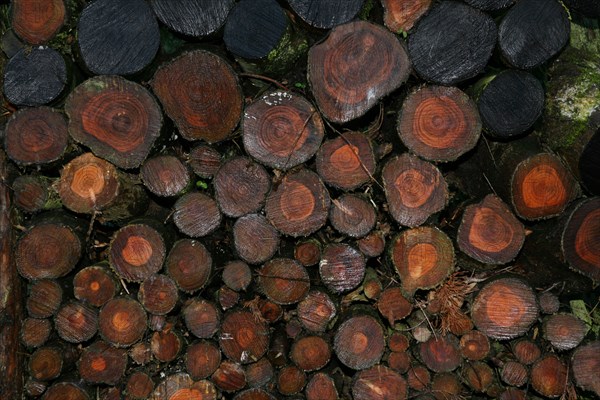 Logs