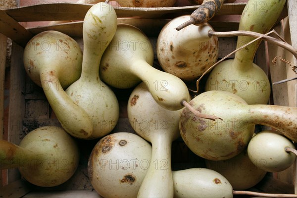 Courges en cagette