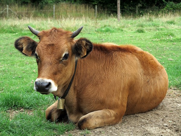 Cow grazing on a field in winter