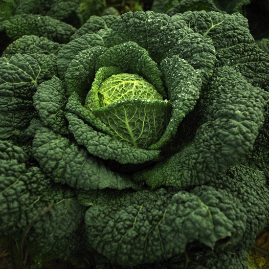 Planted cabbage