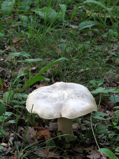 Mushroom