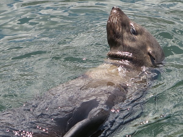 Sea lion