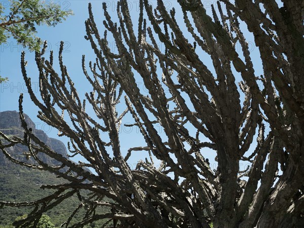 Le Cap, Jardin botanique national Kirstenbosch