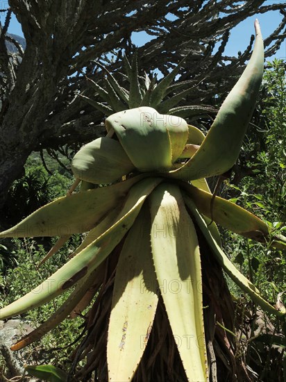 Le Cap, Jardin botanique national Kirstenbosch