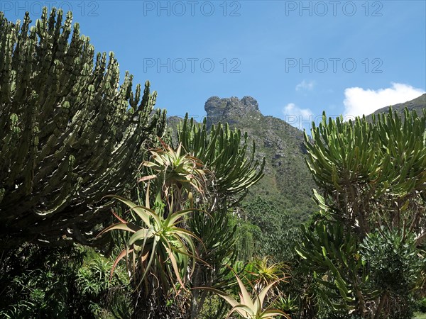 Le Cap, Jardin botanique national Kirstenbosch