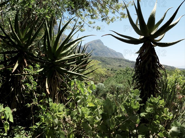 Capetown, Kirstenbosch National Botanical Garden