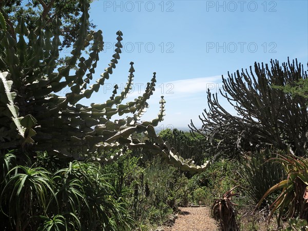 Le Cap, Jardin botanique national Kirstenbosch