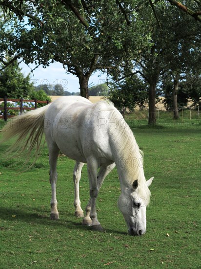 White horse