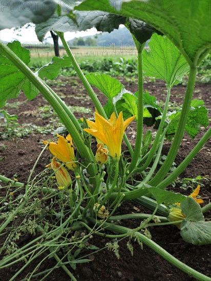 Fleurs de courgette