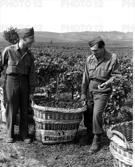 U.S soldiers helps harvest Grapes at Reims (France) September 12, 1945