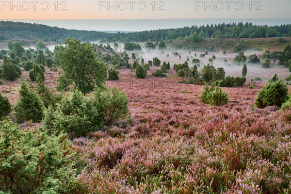 La lande de Lunebourg