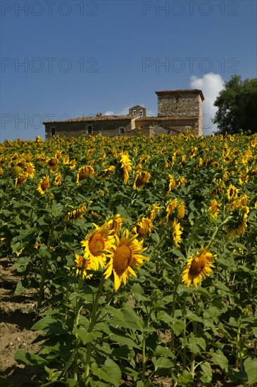 Sunflowers near the Simigni Castle in Bastardo