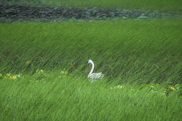 Swan in a swamp, near Anchorage in Alaska