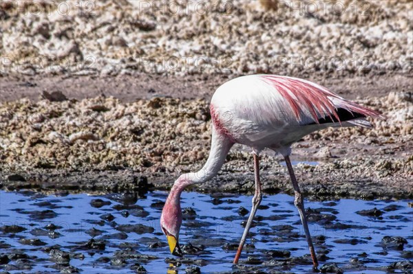 Pink flamingo in the salar de Atacama, Chile and Bolivia