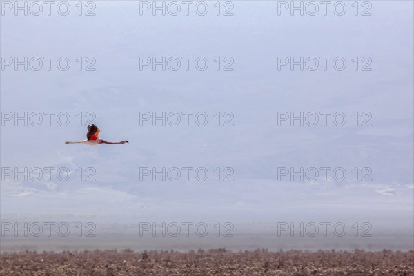 Flying pink flamingo in the salar de Atacama, Chile and Bolivia