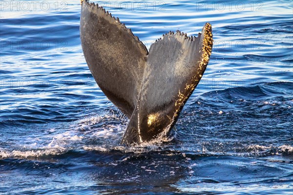 Tail of humpback whale, Svalbard, Norway