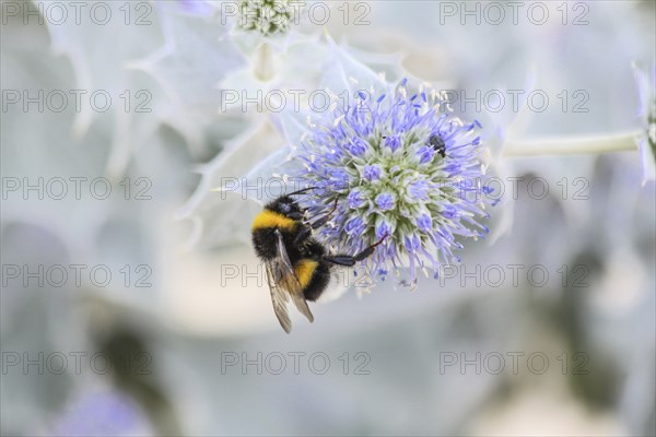 Bumblebee on flower at Cap Ferret, France