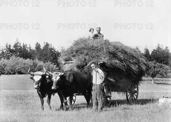 Hay Wagon and Oxen, Massachusetts, USA, Detroit Publishing Company, 1915