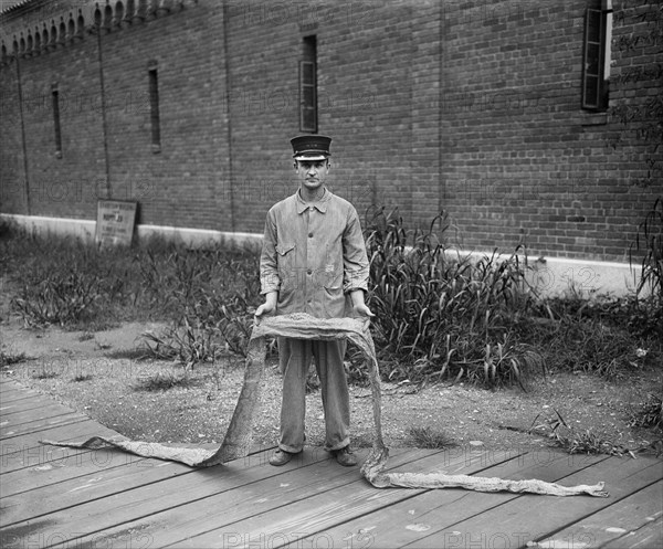 Man Holding Long Snake Skin, Harris & Ewing, 1931