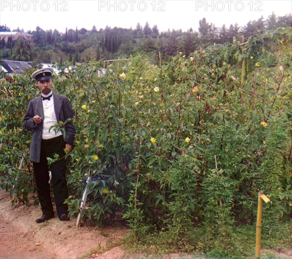 Man Standing next to Cotton Plants at Botanical Garden, Sukhumi, Georgia, Russian Empire, Prokudin-Gorskii Collection, 1910