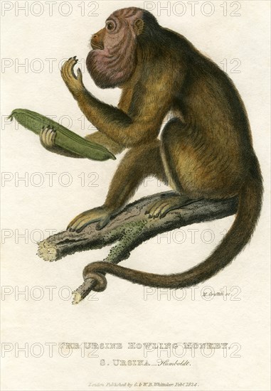 Ursine Howling Monkey, Hand-Colored Engraving, 1824