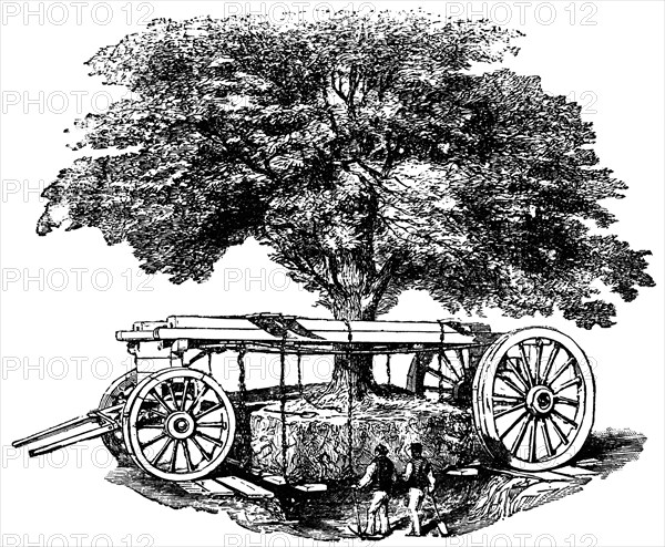 Moving a Tree in Regent’s Park, London, England, "Classical Portfolio of Primitive Carriers", by Marshall M. Kirman, World Railway Publ. Co., Illustration, 1895