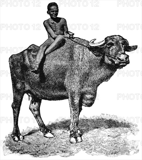 Boy Riding Ox, Egypt, "Classical Portfolio of Primitive Carriers", by Marshall M. Kirman, World Railway Publ. Co., Illustration, 1895