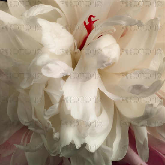 Close-up of White Peony with Red Detail