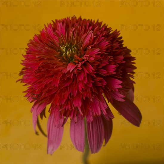 Red Coneflower or Echinacea against Light Orange Background