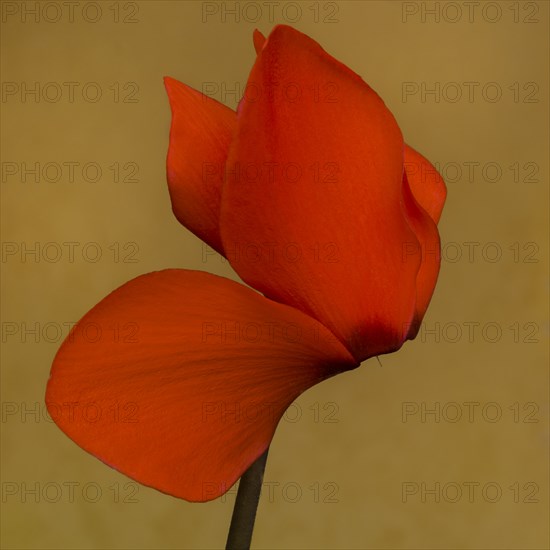 Flaming Red Cyclamen against Amber Background, Close-up