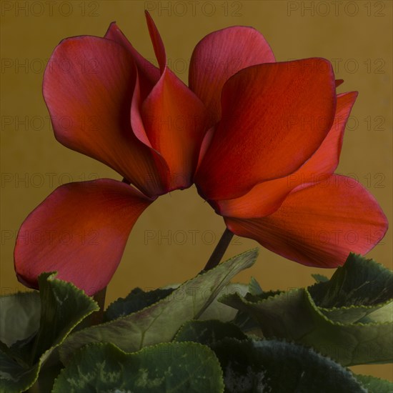 Flaming Red Cyclamens against Amber Background, Close-up